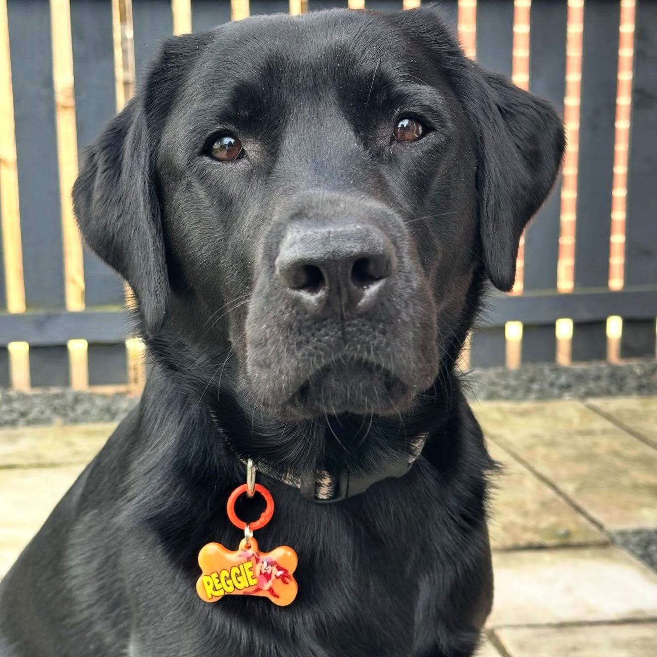 @_reggietheblacklab_