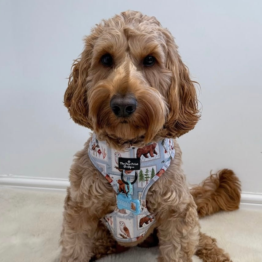 @ronnie__thecockapoo