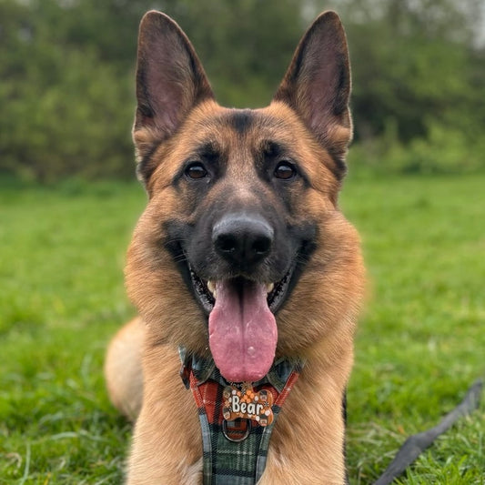 @the.life.of.bear.gsd