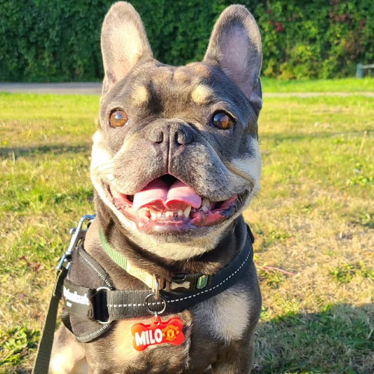@milo_.frenchie