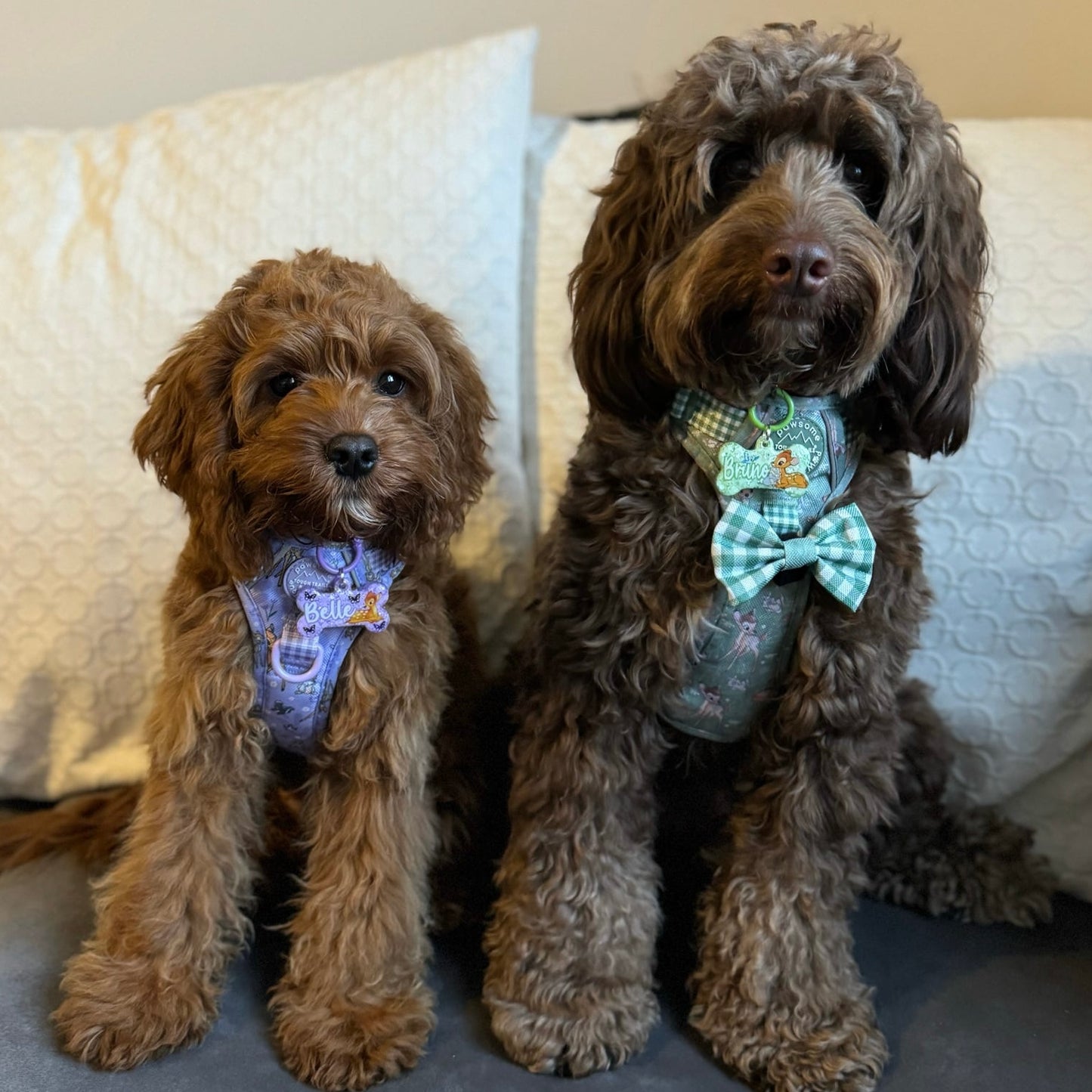 @thelifeofbrunoandbelle