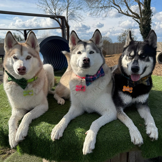 @tripletroubleukhuskies